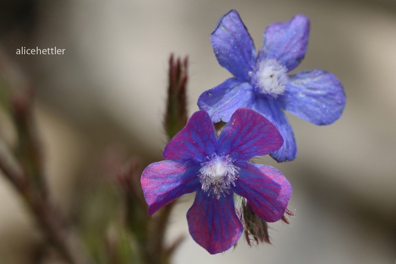 Italienische Ochsenzunge (Anchusa azurea)